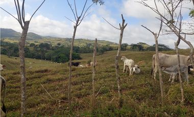 Vendo 617 Hectáreas finca nivel 1 ganadera activa JS