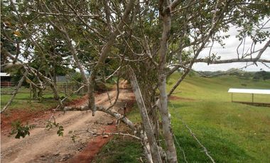 Vendo 617 Hectáreas finca nivel 1 ganadera activa JS