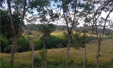 Vendo 617 Hectáreas finca nivel 1 ganadera activa JS
