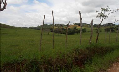 Vendo 617 Hectáreas finca nivel 1 ganadera activa JS