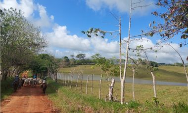 Vendo 617 Hectáreas finca nivel 1 ganadera activa JS