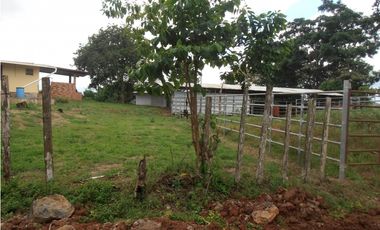 Vendo 617 Hectáreas finca nivel 1 ganadera activa JS