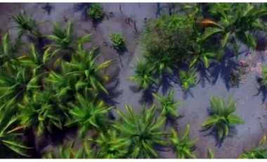 Venta de Isla en Chiriqui MC