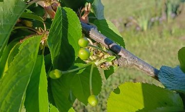 CAMINO HUAPE KILÓMETRO 7 CHILAN