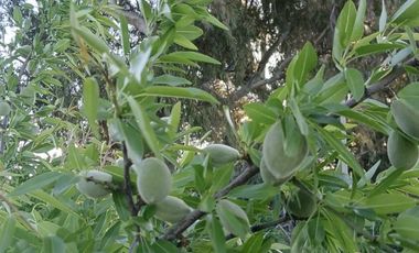 CAMINO HUAPE KILÓMETRO 7 CHILAN