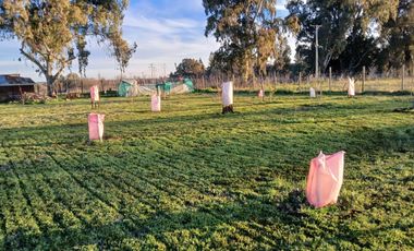 CAMINO HUAPE KILÓMETRO 7 CHILAN