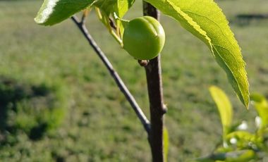 CAMINO HUAPE KILÓMETRO 7 CHILAN