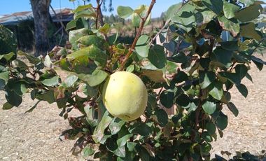 CAMINO HUAPE KILÓMETRO 7 CHILAN