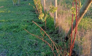 CAMINO HUAPE KILÓMETRO 7 CHILAN