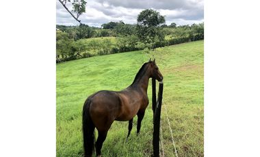 Venta de Finca en Chorrera, 2,9 Ha,