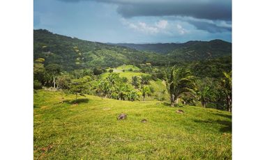 Finca Ganadera en Tucuecito Penonome (Sagrejada)