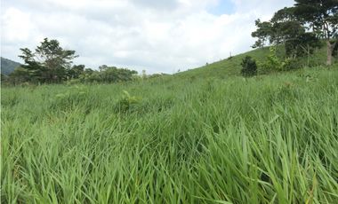 Finca Ganadera en Tucuecito Penonome (Sagrejada)