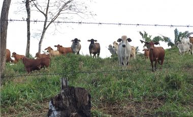 Finca Ganadera en Tucuecito Penonome (Sagrejada)