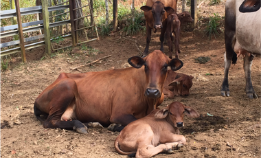 Finca Ganadera en Tucuecito Penonome (Sagrejada)