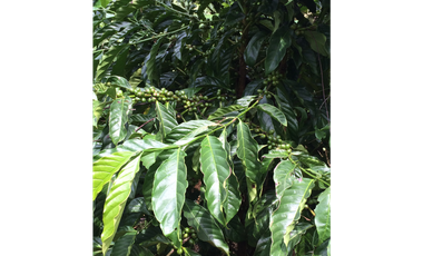 Finca Ganadera en Tucuecito Penonome (Sagrejada)