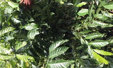 Finca Ganadera en Tucuecito Penonome (Sagrejada)