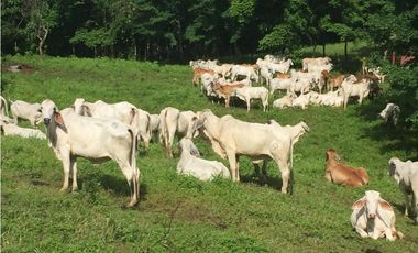 Hermosa Finca en Cative, Sona, Veraguas