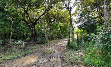 Venta de Finca Aceitera Reposeida Chiriqui