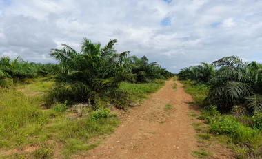 Venta de Finca Aceitera Reposeida Chiriqui