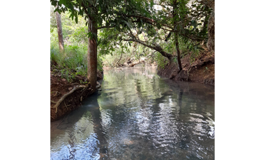 Venta de Finca Aceitera Reposeida Chiriqui