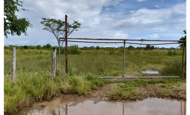 Venta de Finca Aceitera Reposeida Chiriqui