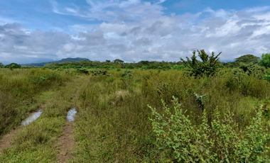 Venta de Finca Aceitera Reposeida Chiriqui