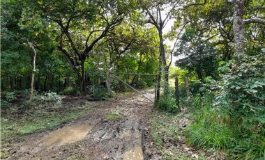 Venta de Finca Aceitera Reposeida Chiriqui