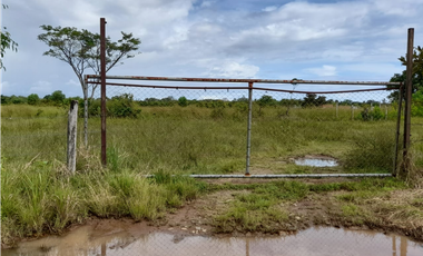 Venta de Finca Aceitera Reposeida Chiriqui