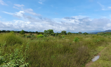 Venta de Finca Aceitera Reposeida Chiriqui