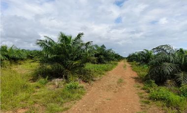 Venta de Finca Aceitera Reposeida Chiriqui