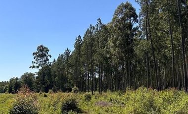 Campo en  San Bonifacio