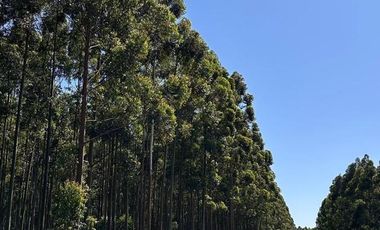 Campo en  San Bonifacio