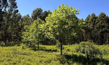 Campo en  San Bonifacio