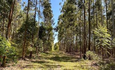 Campo en  San Bonifacio