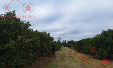 QUINTA CÍTRICA EN PRODUCCIÓN + EMPAQUE