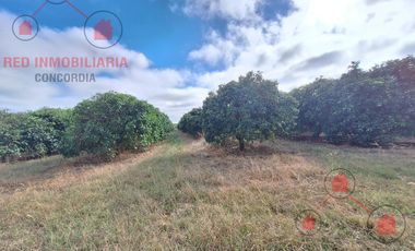 QUINTA CÍTRICA EN PRODUCCIÓN + EMPAQUE