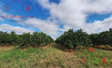 QUINTA CÍTRICA EN PRODUCCIÓN + EMPAQUE