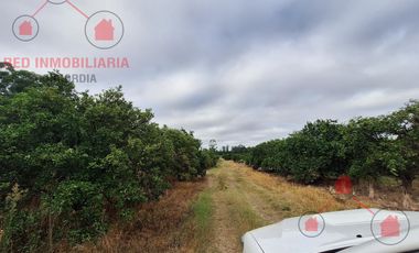 QUINTA CÍTRICA EN PRODUCCIÓN + EMPAQUE
