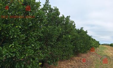 QUINTA CÍTRICA EN PRODUCCIÓN + EMPAQUE