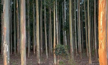 Campo en Clodomiro Ledesma