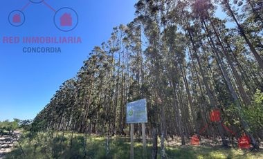 Campo en Clodomiro Ledesma