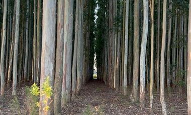 Campo en Clodomiro Ledesma