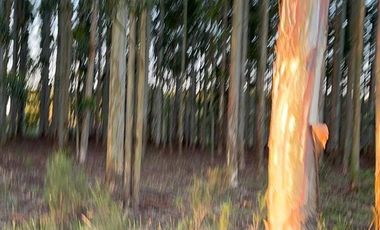 Campo en Clodomiro Ledesma