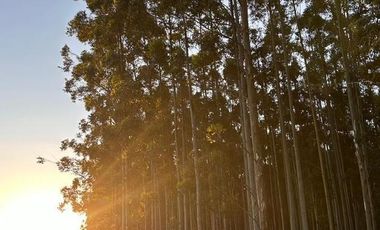 Campo en Clodomiro Ledesma