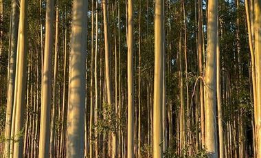 Campo en Clodomiro Ledesma