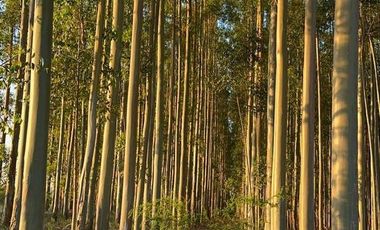 Campo en Clodomiro Ledesma