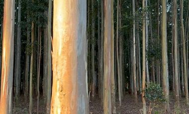 Campo en Clodomiro Ledesma