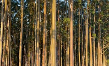 Campo en Clodomiro Ledesma