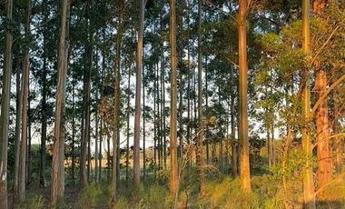 Campo en Clodomiro Ledesma
