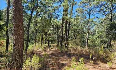 Bonito terreno en zona de bosque de mazamitla jalisco